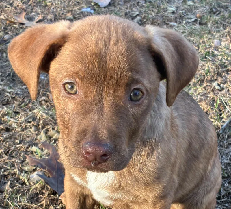 Rosebud Bloom  Local