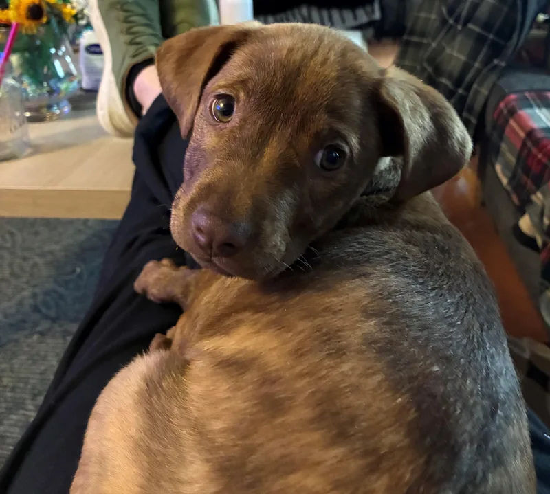 Rosebud Bloom  Local thumbnail 5