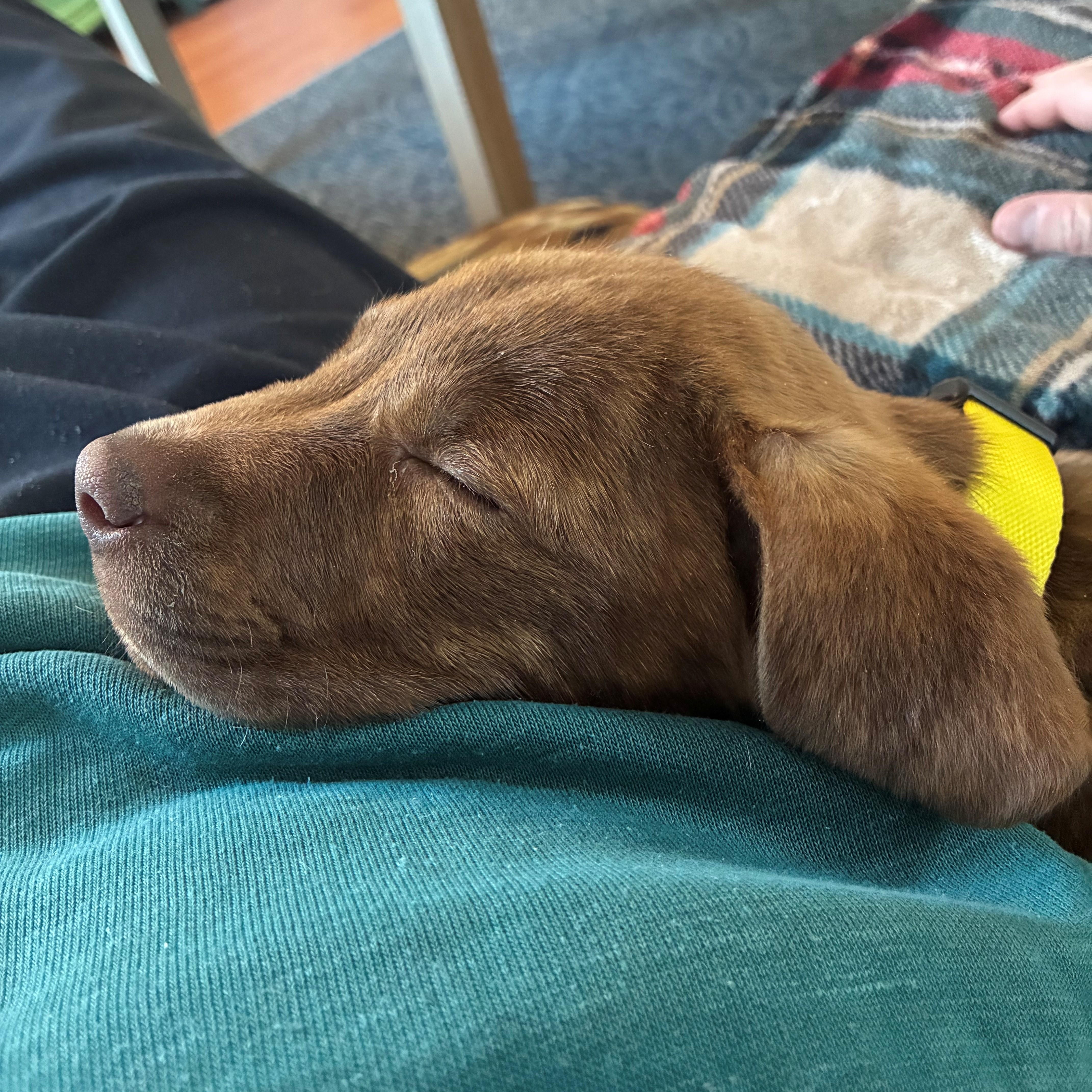 Rosebud Bloom  Local thumbnail 6