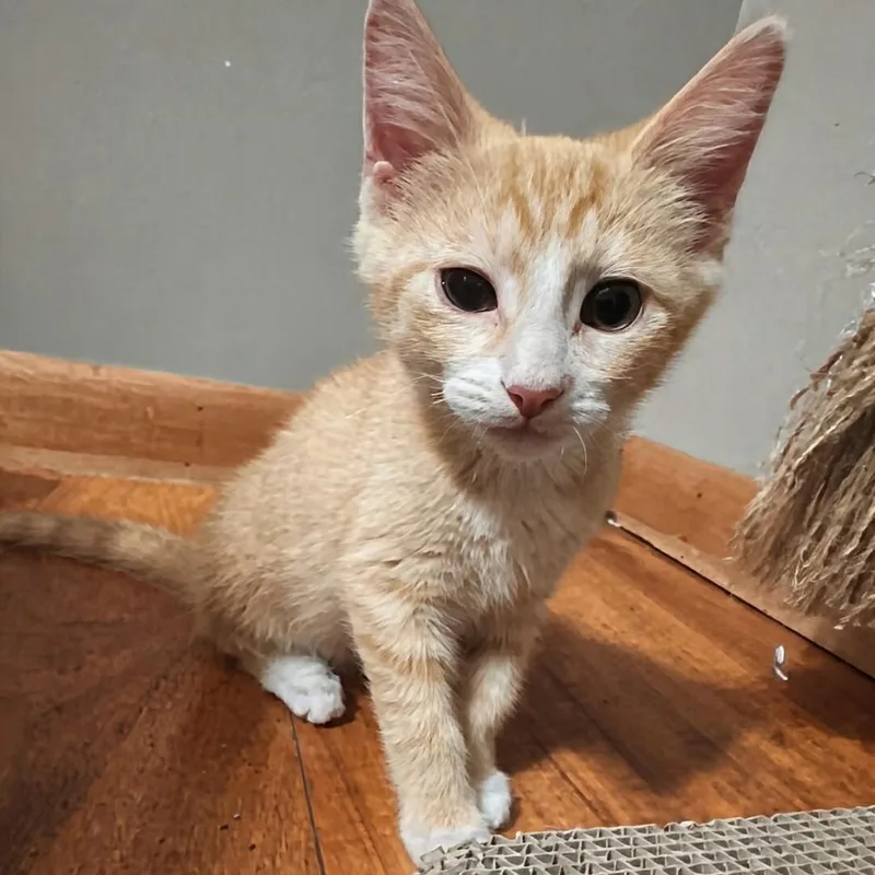 A baby medium-sized male Buff & White Domestic Short Hair cat named Grant Best Friends with for adoption in West Jefferson, OH