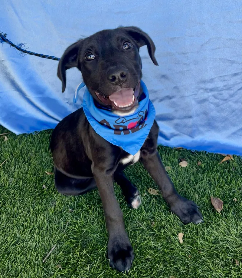 A baby small-sized male Black Labrador Retriever dog named Duke for adoption in Rowland Heights, CA