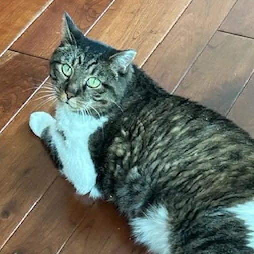 A senior large-sized male Brown / Chocolate Domestic Short Hair cat named Jasper for adoption in Fairport, NY