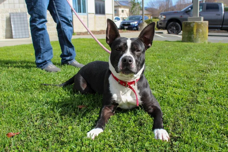 An adult medium-sized female Pit Bull Terrier dog named Gracie May for adoption in Petaluma, CA