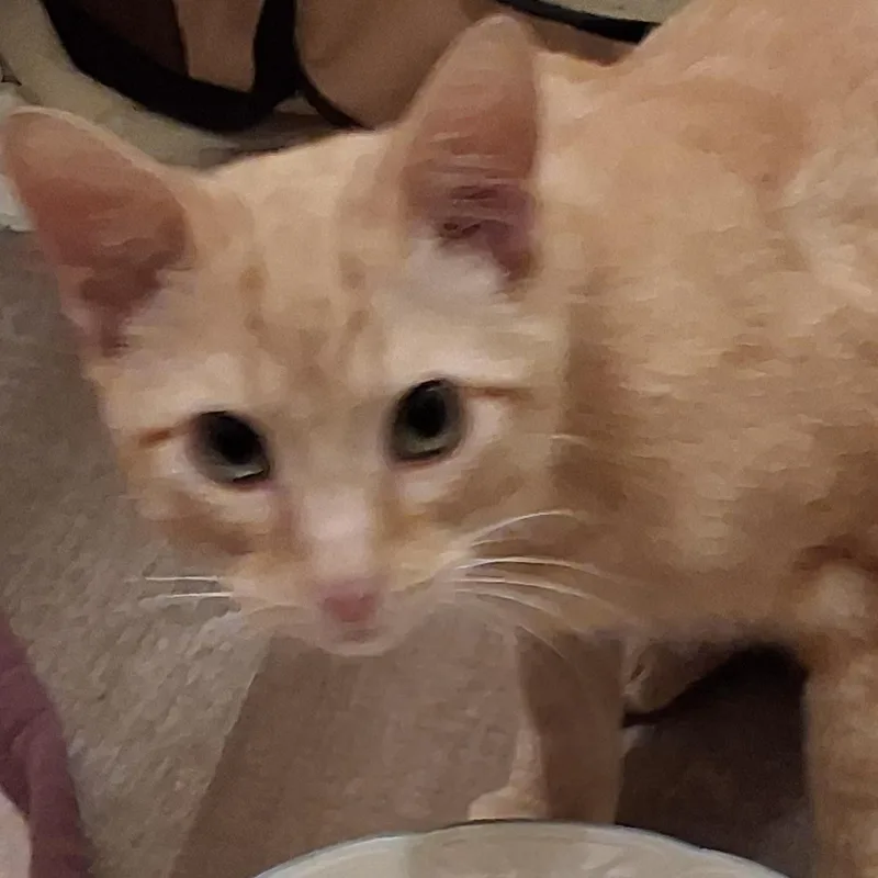Oliver thumbnail 5