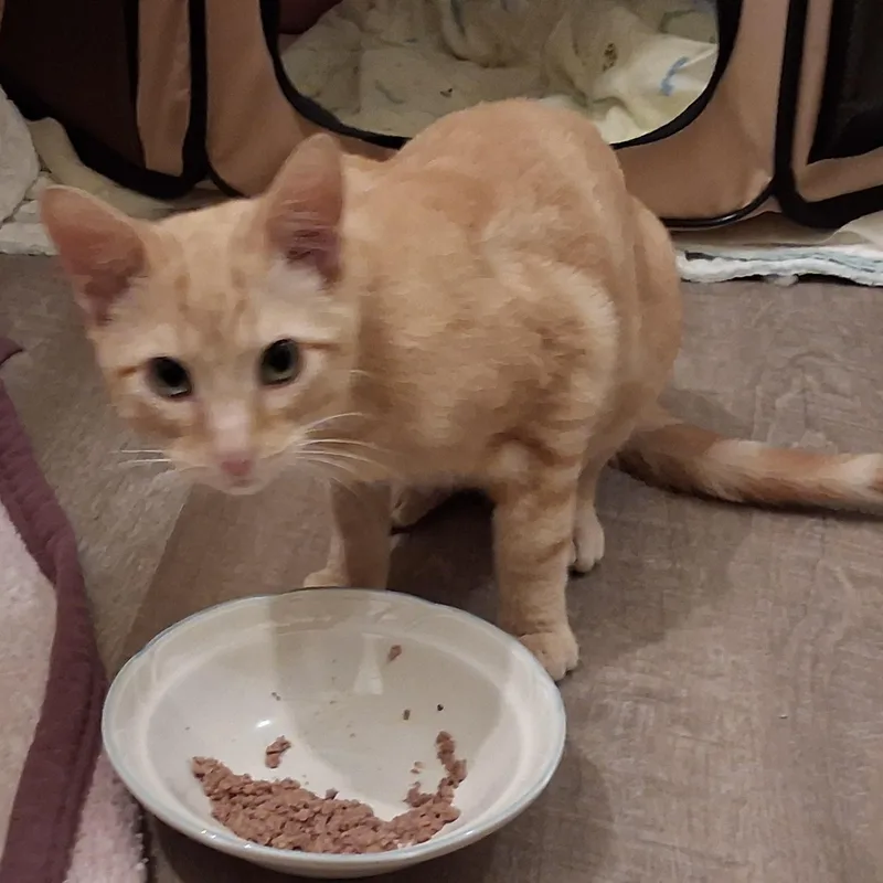 Oliver thumbnail 6