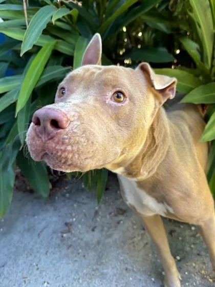 An adult medium-sized male Pit Bull Terrier dog named Mr. Apricot for adoption in New Orleans, LA