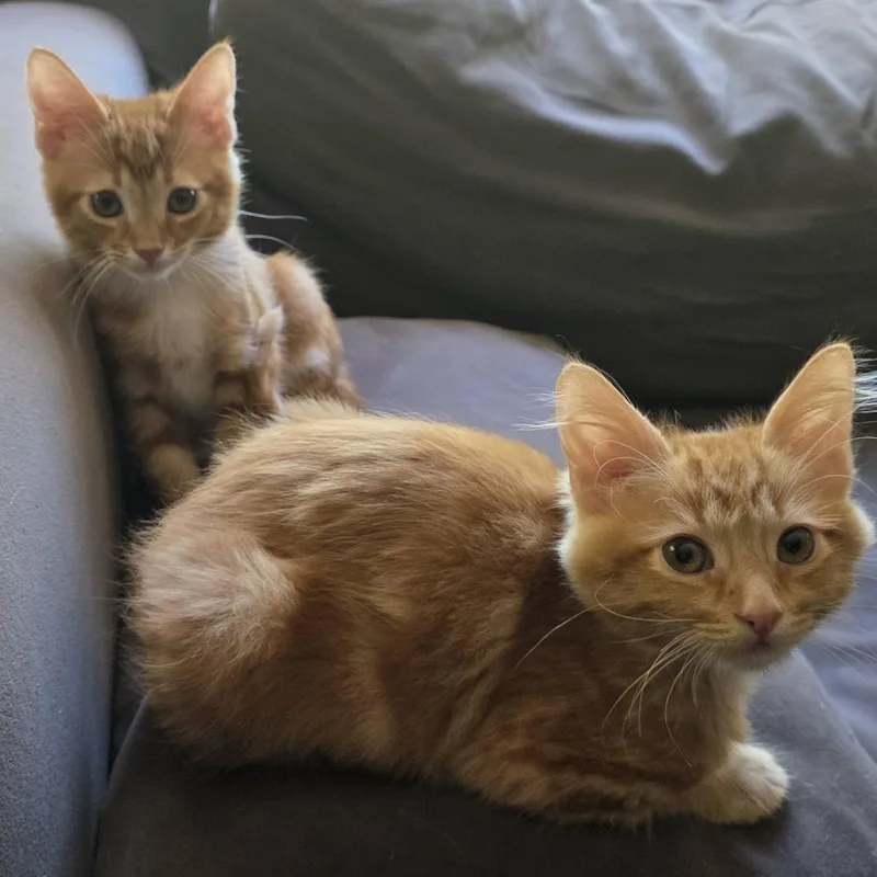 A baby small-sized female Orange / Red Domestic Medium Hair cat named Andi for adoption in Los Angeles, CA