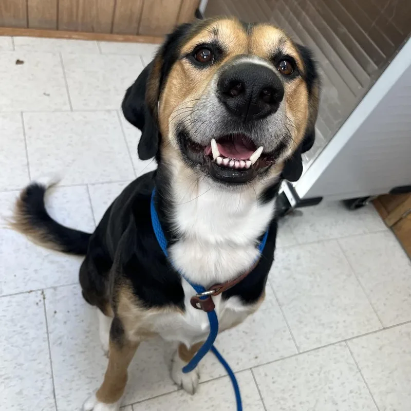 An adult large-sized male Black Mixed Breed dog named Griffin for adoption in Columbiana, AL
