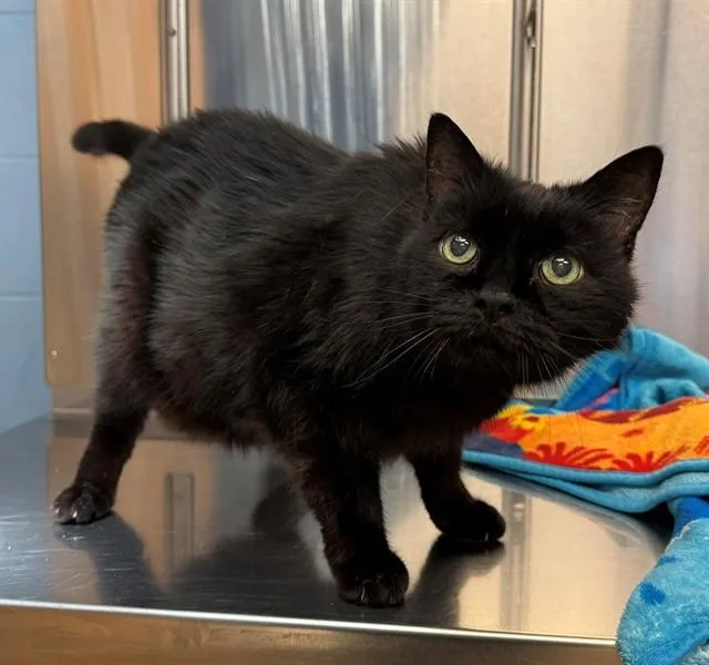 A senior large-sized male Domestic Medium Hair cat named Boomer for adoption in Minneapolis, MN