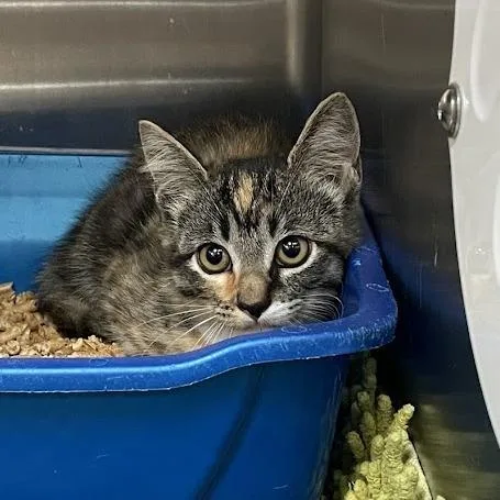 A baby small-sized female Torbie Domestic Short Hair cat named Mallory for adoption in Port Charlotte, FL