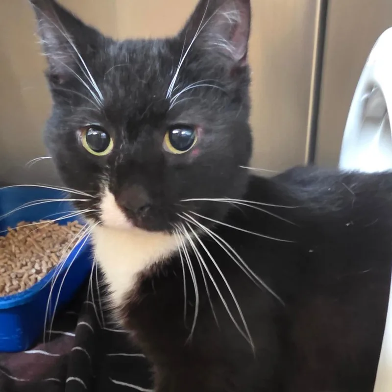 An adult small-sized male Black Domestic Short Hair cat named Martin for adoption in Bristol, IN