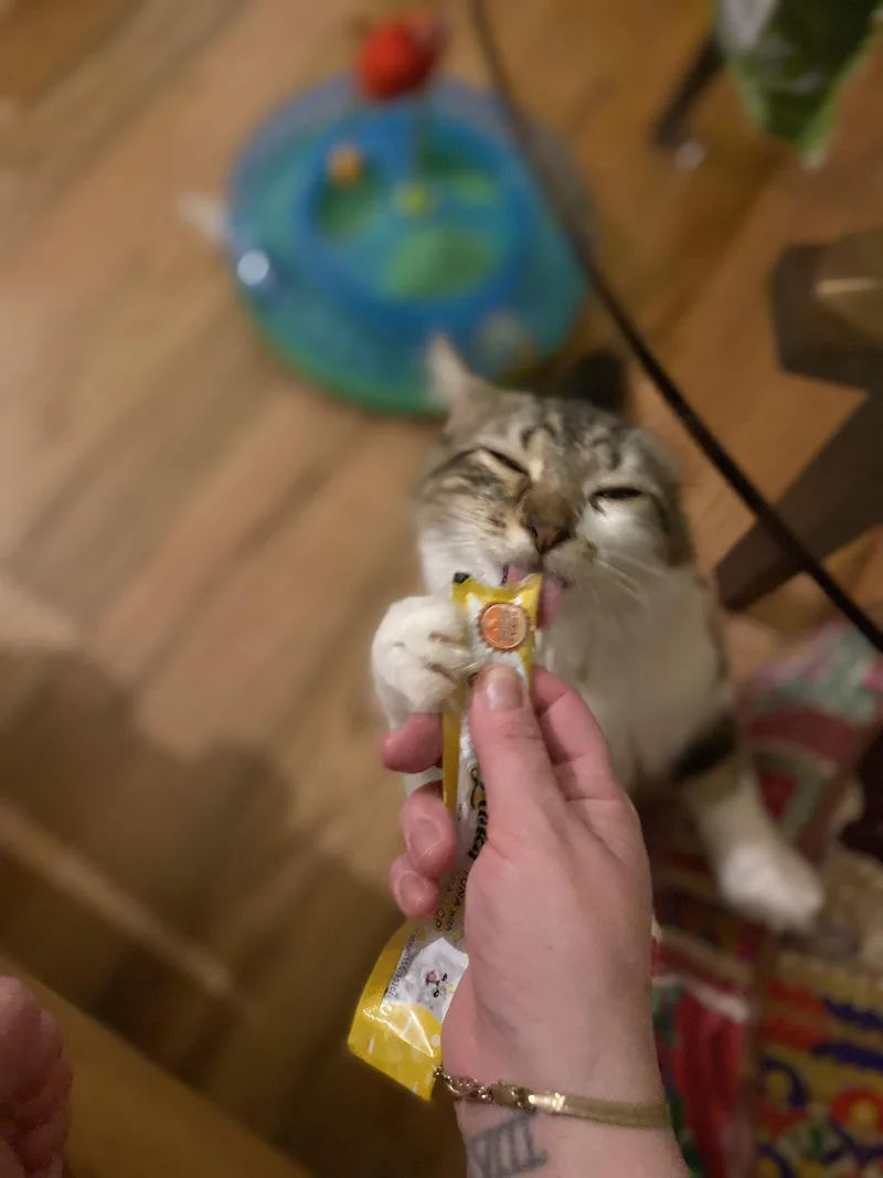 A young medium-sized female White Domestic Long Hair cat named Velvet for adoption in Brooklyn, NY