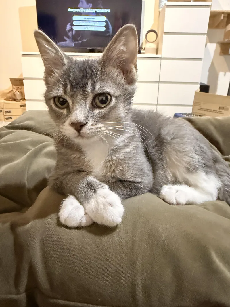 A baby medium-sized male Gray & White Domestic Short Hair cat named Henry for adoption in Austin, TX