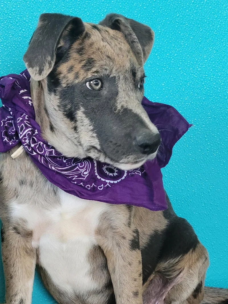 A baby medium-sized female Catahoula Leopard Dog dog named Donut for adoption in Mount Laurel, NJ