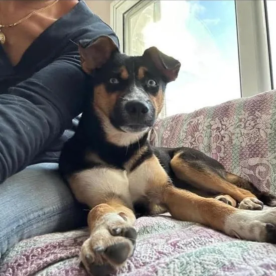 An adult medium-sized female Husky dog named Blue for adoption in New York, NY