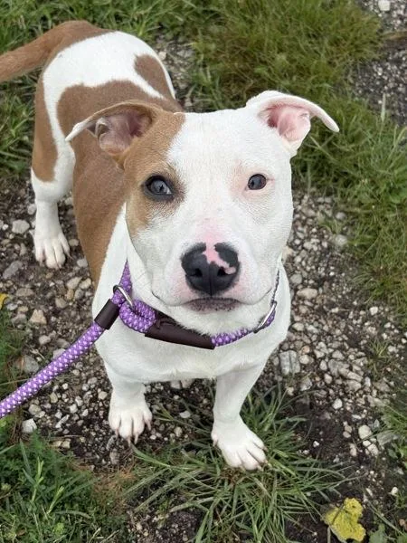 A young small-sized male Staffordshire Bull Terrier dog named Scud for adoption in Lancaster, OH