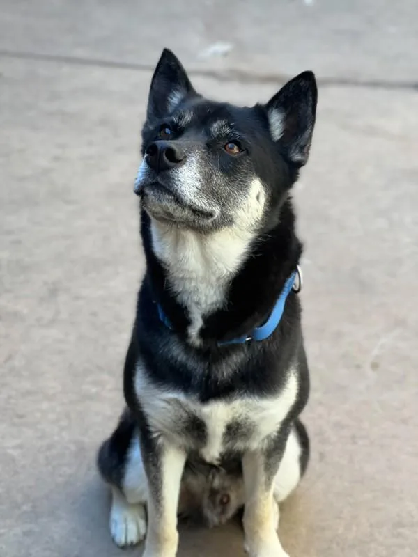 An adult large-sized male Shepherd dog named Enzo for adoption in San Diego, CA