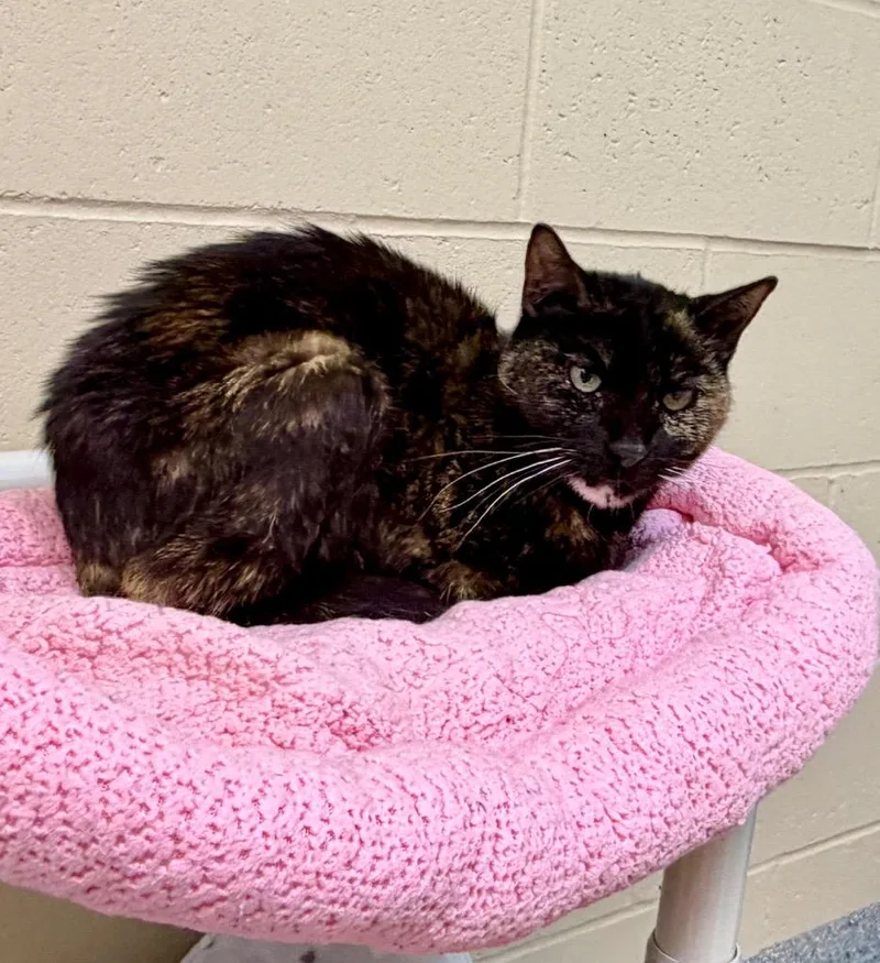 An adult medium-sized female Domestic Short Hair cat named Mary for adoption in Columbia, IL