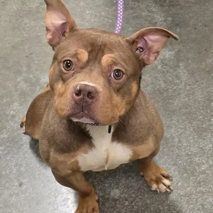 An adult medium-sized female Pit Bull Terrier dog named Amber for adoption in Philadelphia, PA