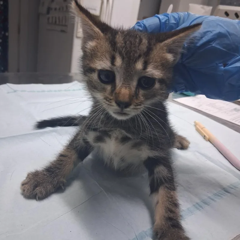 A baby small-sized male Brown / Chocolate Domestic Short Hair cat named Wally for adoption in Summerville, SC
