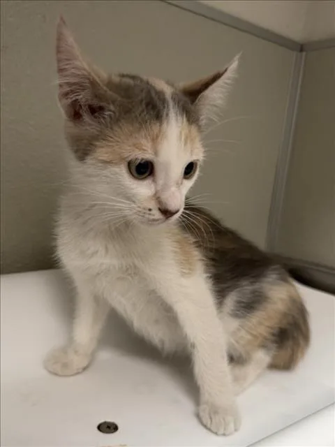 A baby small-sized female Domestic Short Hair cat named Robin for adoption in Tracy, CA