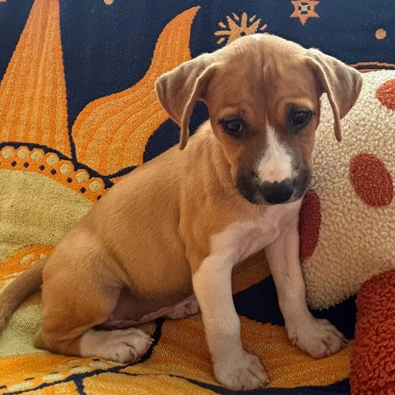 A baby small-sized female Labrador Retriever dog named Sage for adoption in Falls Church, VA