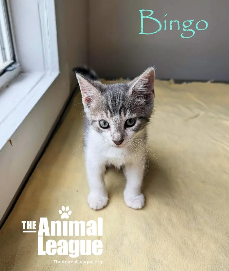 Bingo thumbnail 2