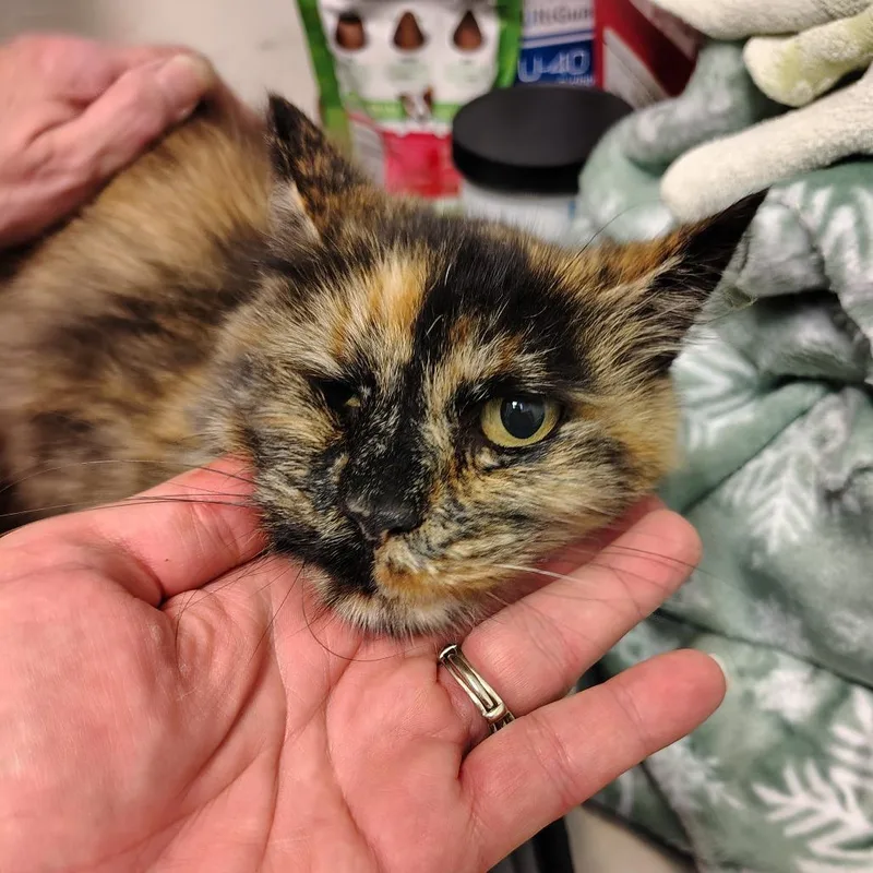 A senior medium-sized female Tortoiseshell Domestic Long Hair cat named Mira for adoption in Coos Bay, OR
