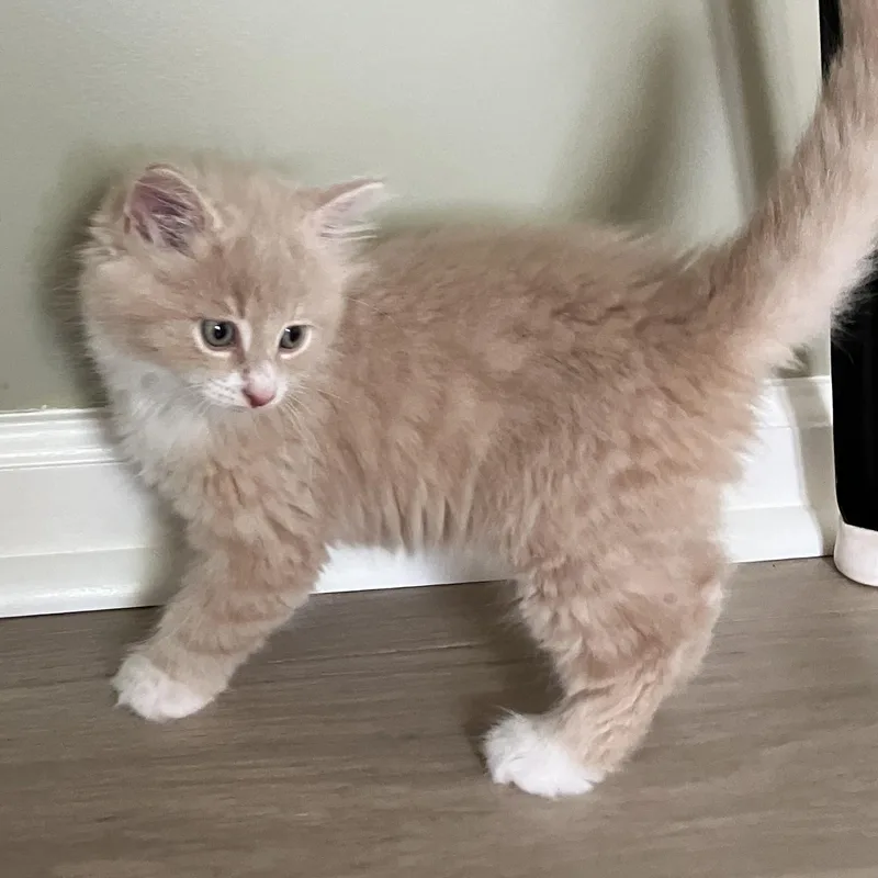 A baby medium-sized male Domestic Medium Hair cat named George for adoption in Germansville, PA