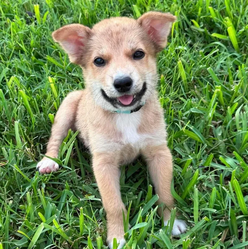 A baby medium-sized female Golden Retriever dog named Sheryl for adoption in PLAINFIELD, CT