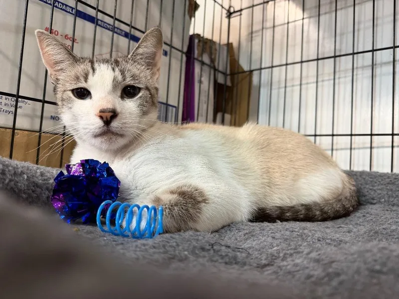 An adult medium-sized male Domestic Short Hair cat named Jake from SF for adoption in Lancaster, PA