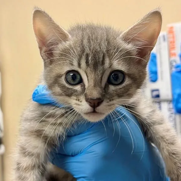 A baby small-sized female Domestic Short Hair cat named Rebecca for adoption in Walnut Creek, CA