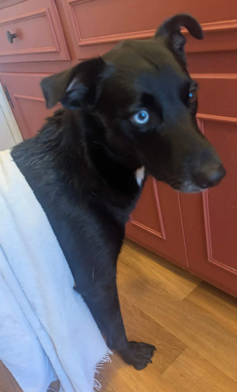 An adult large-sized female Labrador Retriever dog named Bluey for adoption in Mechanicsburg, PA