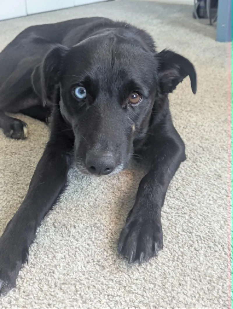 Bluey thumbnail 2