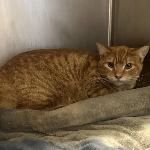 An adult medium-sized male Orange / Red Domestic Short Hair cat named Garfield for adoption in Redwood City, CA