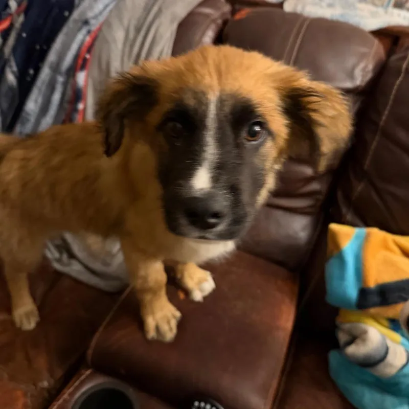 A baby small-sized male Brown / Chocolate Mixed Breed dog named Golden Gate for adoption in Buffalo, MN