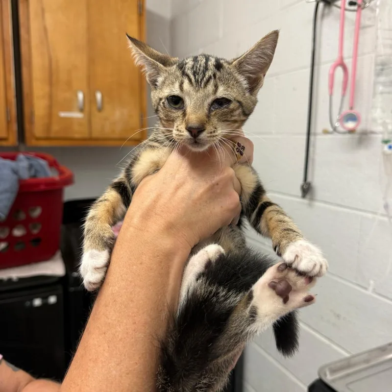 A baby small-sized female Black Domestic Short Hair cat named Betty White Claw for adoption in Evensville, TN