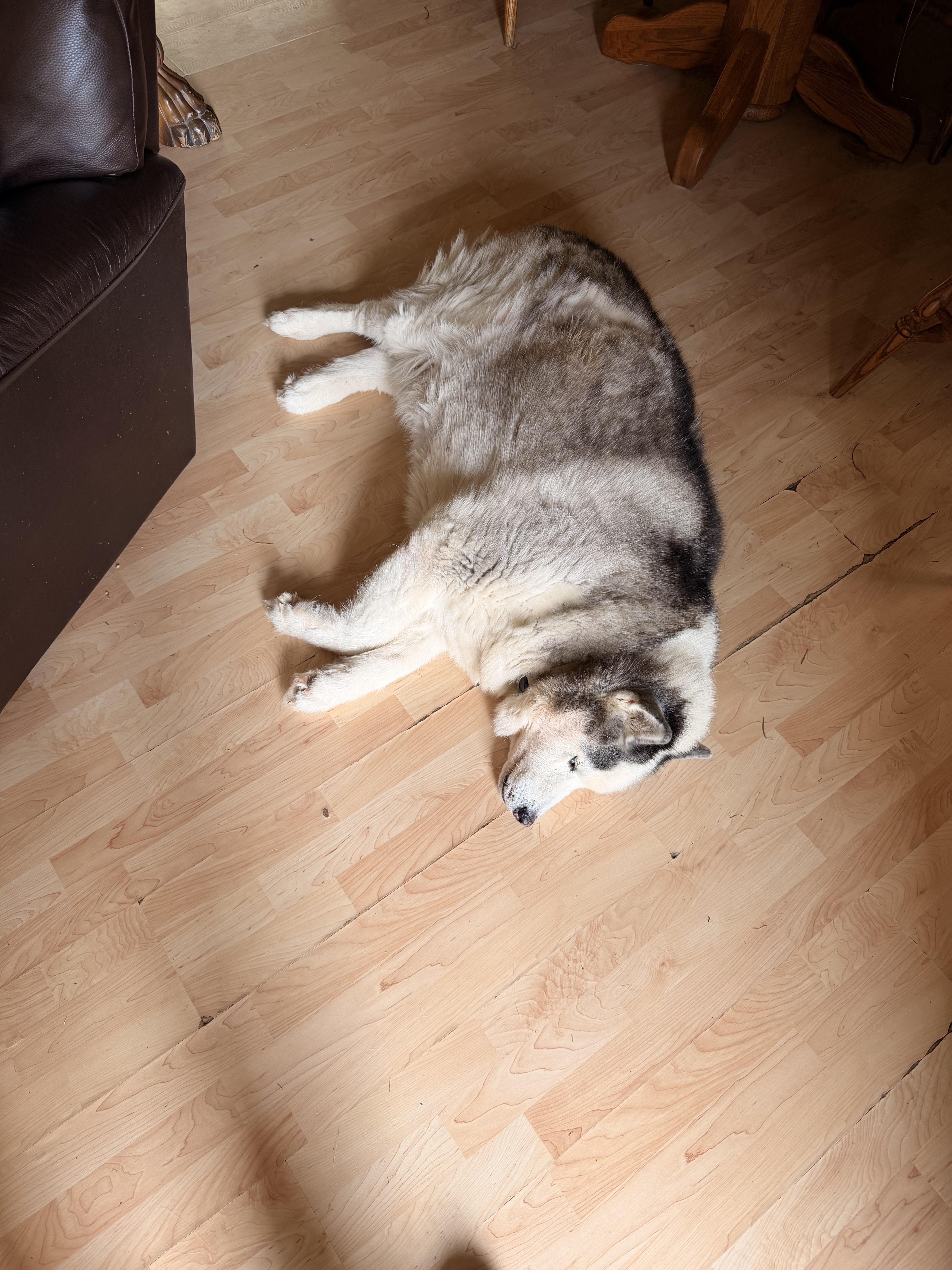An adult large-sized male Tricolor (Brown, Black, & White) Husky dog named Blue for adoption in Greeneville, TN