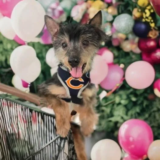 A senior small-sized male Bicolor Silky Terrier dog named Dobby for adoption in Las Vegas, NV