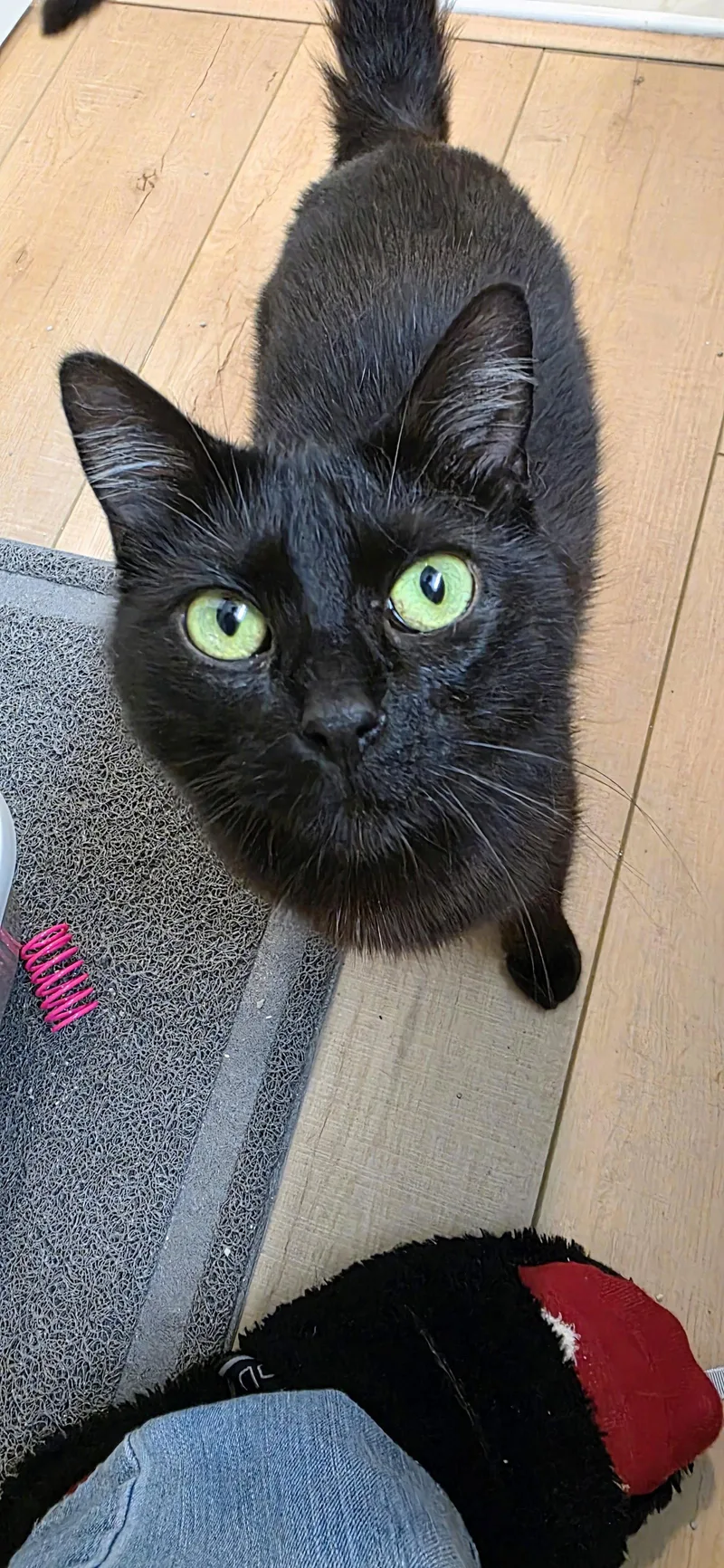 Gia