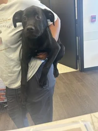 A baby medium-sized male Mixed Breed dog named Hansel for adoption in Atlanta, GA