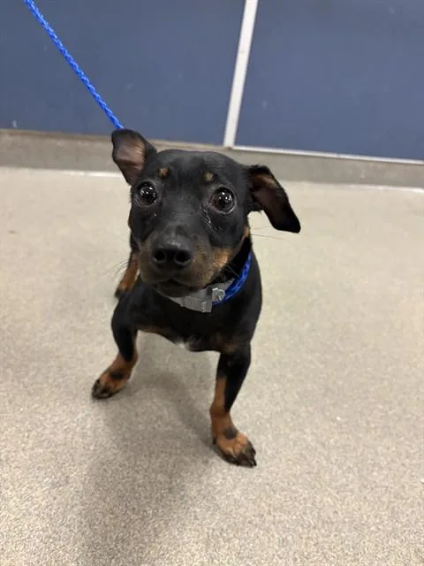An adult small-sized male Chihuahua dog named Bean for adoption in Miami, FL