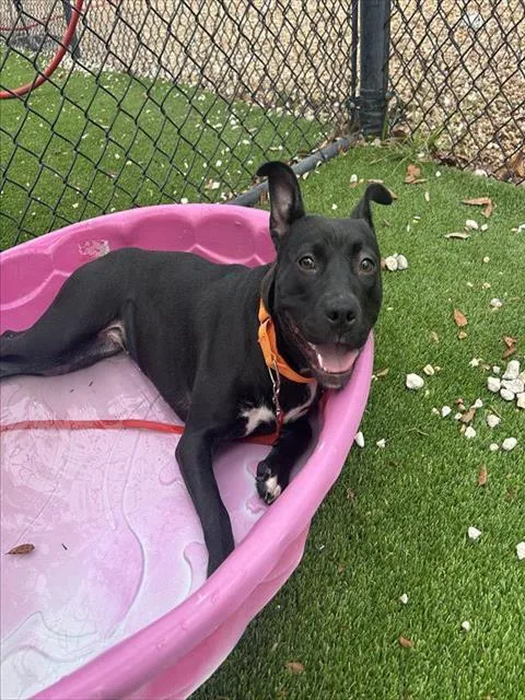 A young small-sized female Mixed Breed dog named Nala for adoption in Jacksonville, FL
