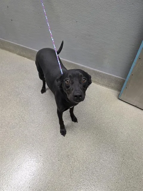 A young medium-sized female Labrador Retriever dog named Strawberry for adoption in Las Vegas, NV