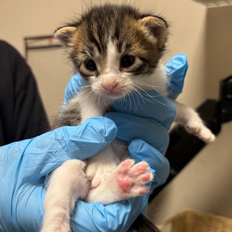 A baby small-sized male White Domestic Short Hair cat named Dito for adoption in Yuma, AZ