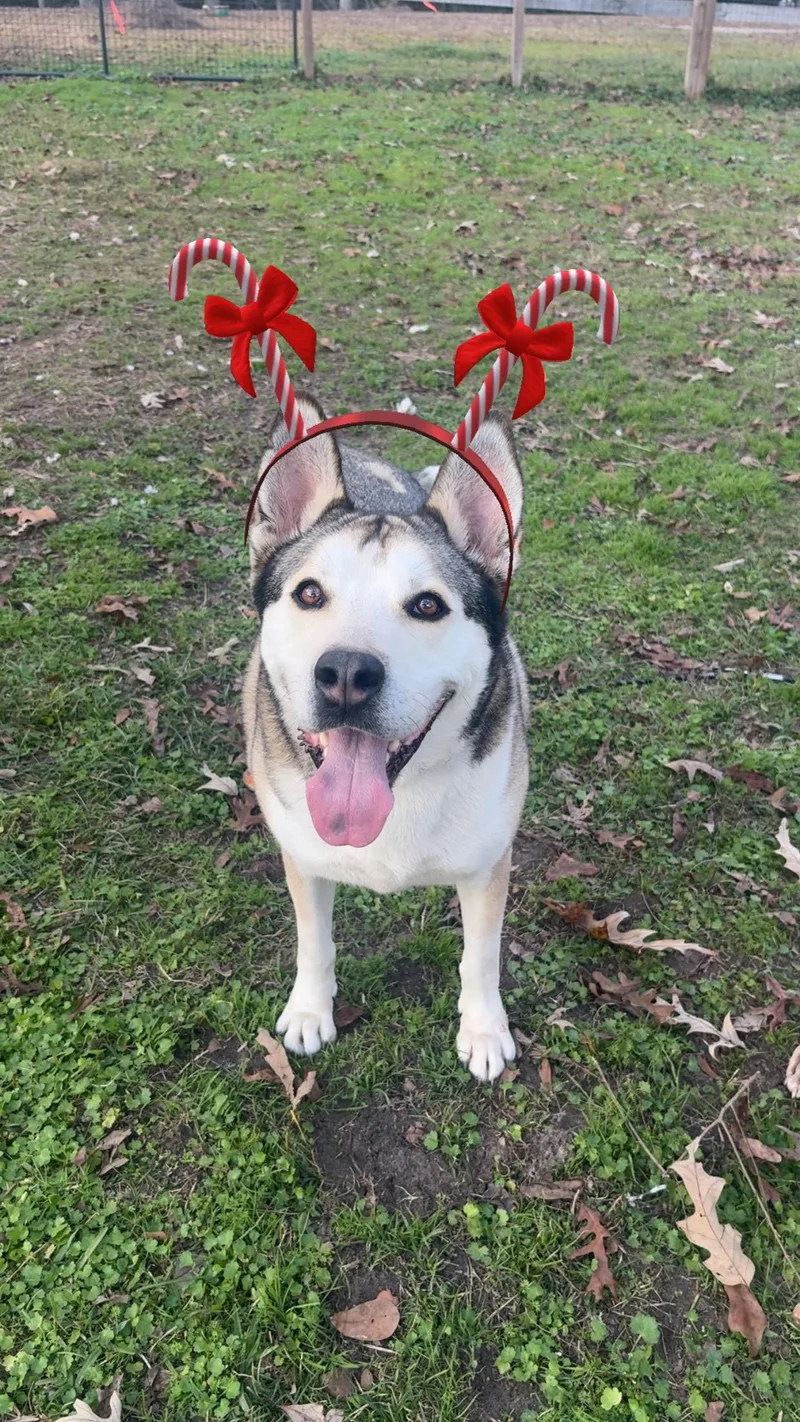 Louis  "louie Bouie" thumbnail 4