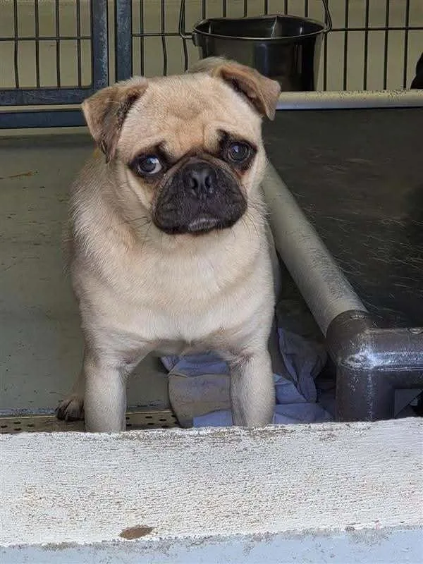 A young small-sized male Yellow / Tan / Blond / Fawn Pug dog named Jessie James for adoption in Eagle, ID