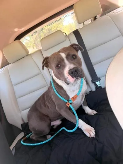 A young medium-sized male American Bulldog dog named Hondo for adoption in Malvern, PA