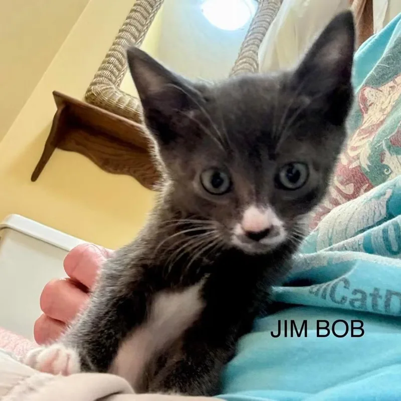 A baby small-sized male Gray / Blue / Silver Domestic Short Hair cat named Jim Bob for adoption in Williston, FL