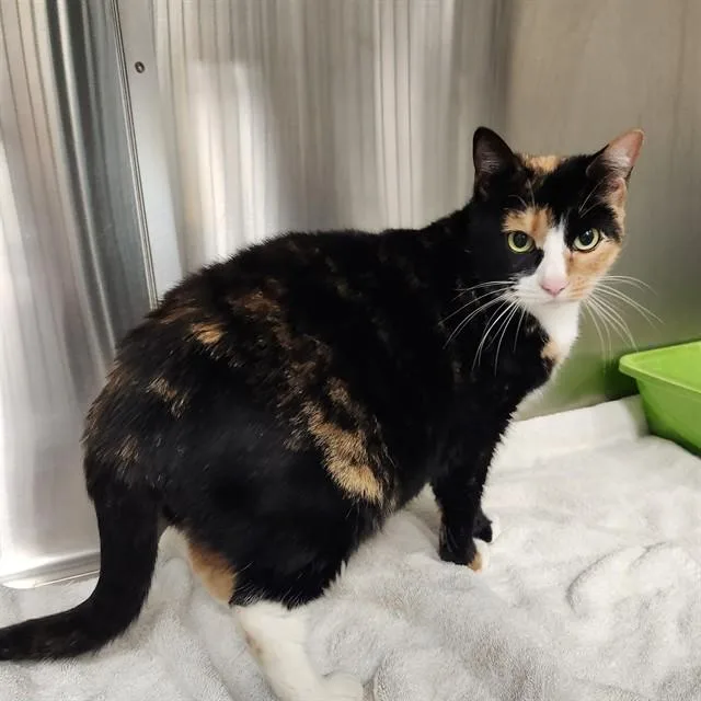 An adult medium-sized female Domestic Short Hair cat named Chloe for adoption in Huntsville, AL